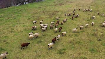 pastoreio ovelha em campo. doméstico animais Retorna para Fazenda a partir de pasto. grupo do fofo ovelha comovente em uma Prado. zangão visualizar. video