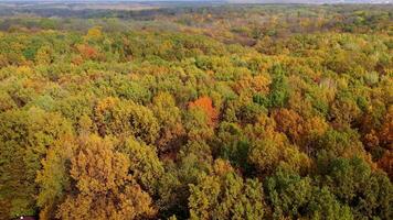 Autumn landscape. Wonderful scenery of colorful treetops of forest. Flying over the woodland in bright sunny day. Aerial view. video