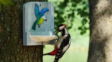nimble woodpecker sorts through seeds in a feeder, close-up, slow motion video