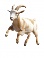 A goat is jumping in the air png