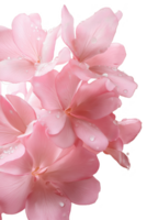 A bouquet of pink flowers with droplets of water on them png
