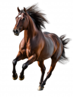 un marrón caballo es corriendo con sus cabeza arriba y sus melena soplo en el viento png