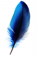 A blue feather with a black tip png