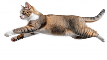 A cat is running in the air with its paws outstretched png