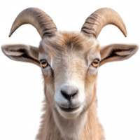 A goat with large horns is staring at the camera png