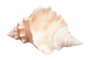 A shell is shown in its natural form, with a white and tan color scheme png