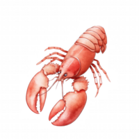 A close up of a red lobster with its claws extended. png