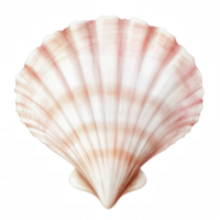 A shell with a pink and white pattern png