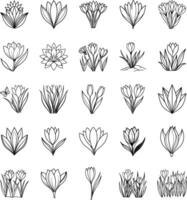 Crocus Flower Illustrations Line Art Drawings of Spring Blooms vector