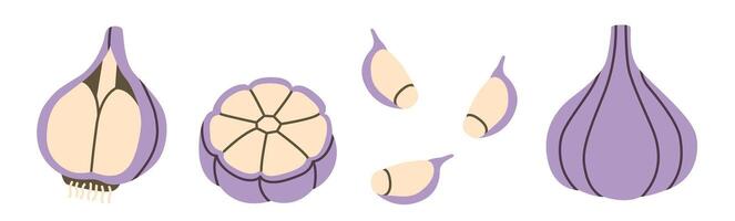 Flat-style illustration of garlic in different perspectives, including whole bulbs, cross-sections, and individual cloves. Perfect for culinary designs, recipe layouts, and healthy food concepts. vector
