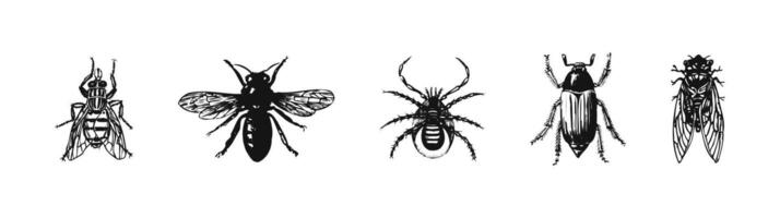 Sketch Insect Illustrations Collection vector