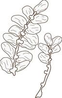 dates branch hand drawn vector
