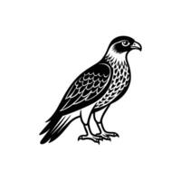 A black and white illustration of a hawk vector