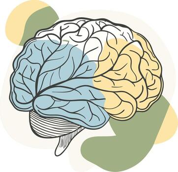 un cerebro con dos diferente partes en eso vector
