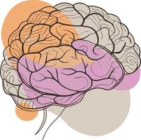 The brain is shown in a colorful illustration vector