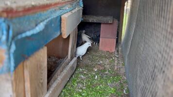 Pigeons Resting in a Coop video