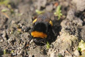 Bumblebee Sitting on the Ground photo