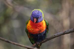 Rainbow lorikeet on a twig, facing the camera. photo