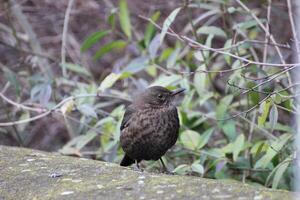 Female common blackbird watchfully sitting on a stone wall. photo