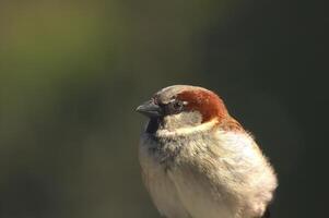 Male house sparrow in front of defocused background. photo