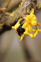One of the first bumblebees of the year sitting on a yellow bloom, warmed by the sun. photo