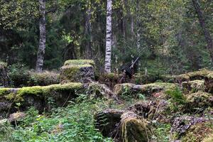 Abandoned place at Famtleden, Varmland in Sweden. photo