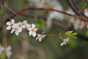 Close-up of apple blossom in spring. photo