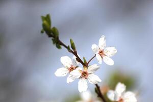 Closeup of an apple blossom in spring. photo