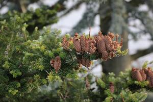 Fir cones on a tree. photo