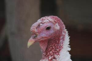 Close-up of a turkey's head. photo