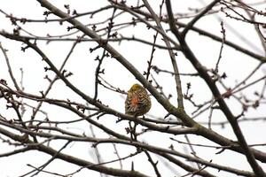 Yellowhammer in Hesse, Germany photo