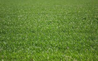 Flat grass field. photo