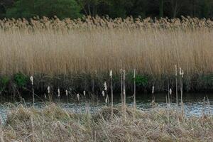 Reed at the river Ryck in Mecklenburg-Vorpommern in Germany. photo