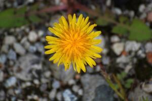 Dandelion Taraxacum blossom from the front photo