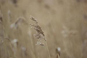 Reed macro shot photo