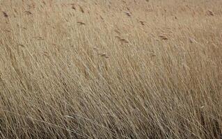 Macro shot of reed photo