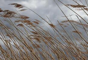 Reed macro shot against sky photo