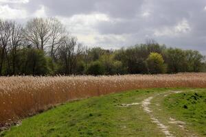 Way on levee through the reed by the river Ryck in Mecklenburg-Vorpommern, Germany. photo
