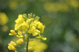 A Rapeseed close up photo