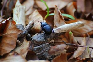 Dung beetle on brown leaves in a forest near Greifswald, Mecklenburg-Vorpommern in Germany. photo