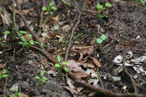 Common frog on ground. photo