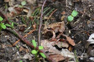 Common frog on ground photo