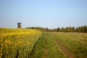 High seat in rapeseed field, Mecklenburg-Vorpommern, Germany. photo