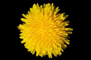 Dandelion Taraxacum blossom from the front, isolated on black. photo