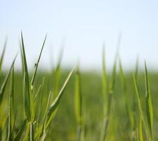 Flat grass field and horizon. photo