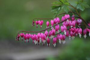 Row of hangin violet blossoms. photo