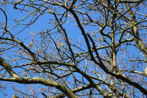 Branches without leaves reaching across the blue sky. photo