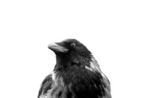 Hooded crow Corvus cornix head in black and white. photo