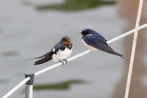 Pair of barn swallows sitting on a handrail photo