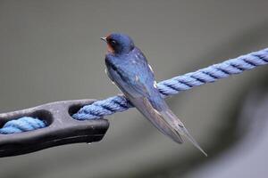 Barn swallow sitting on rope photo